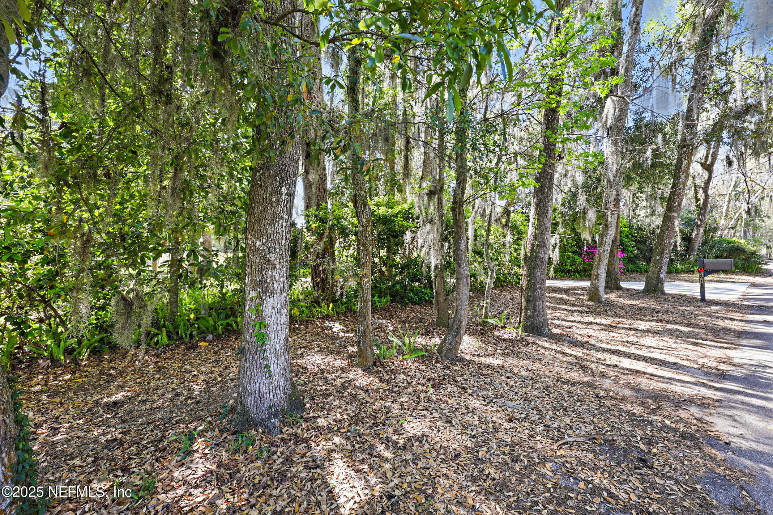 2916 Forest Circle Jacksonville, FL 32257 - Photo 55 of 64 a view of a forest with trees in the background