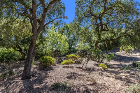 a view of a forest with trees