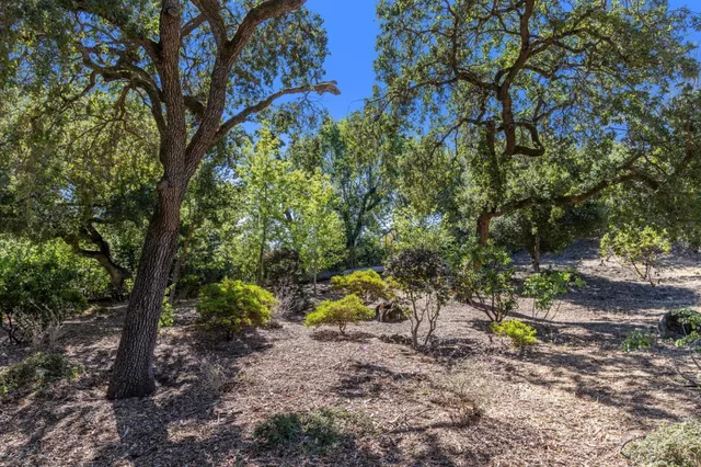 a view of a forest with trees