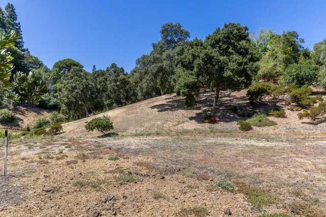 a view of a dry yard with trees