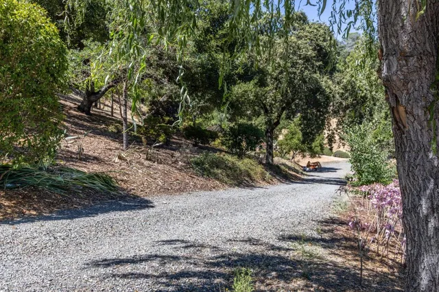 a view of a trees with a tree