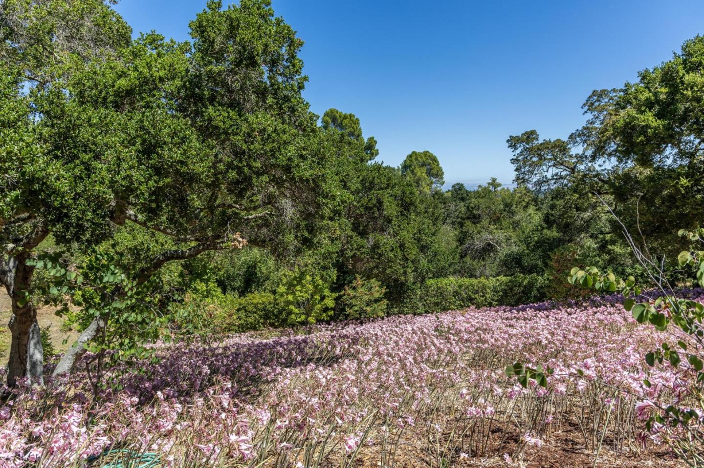 941 High Road Woodside, CA 94062 - Photo 7 of 23 a view of a yard with a tree