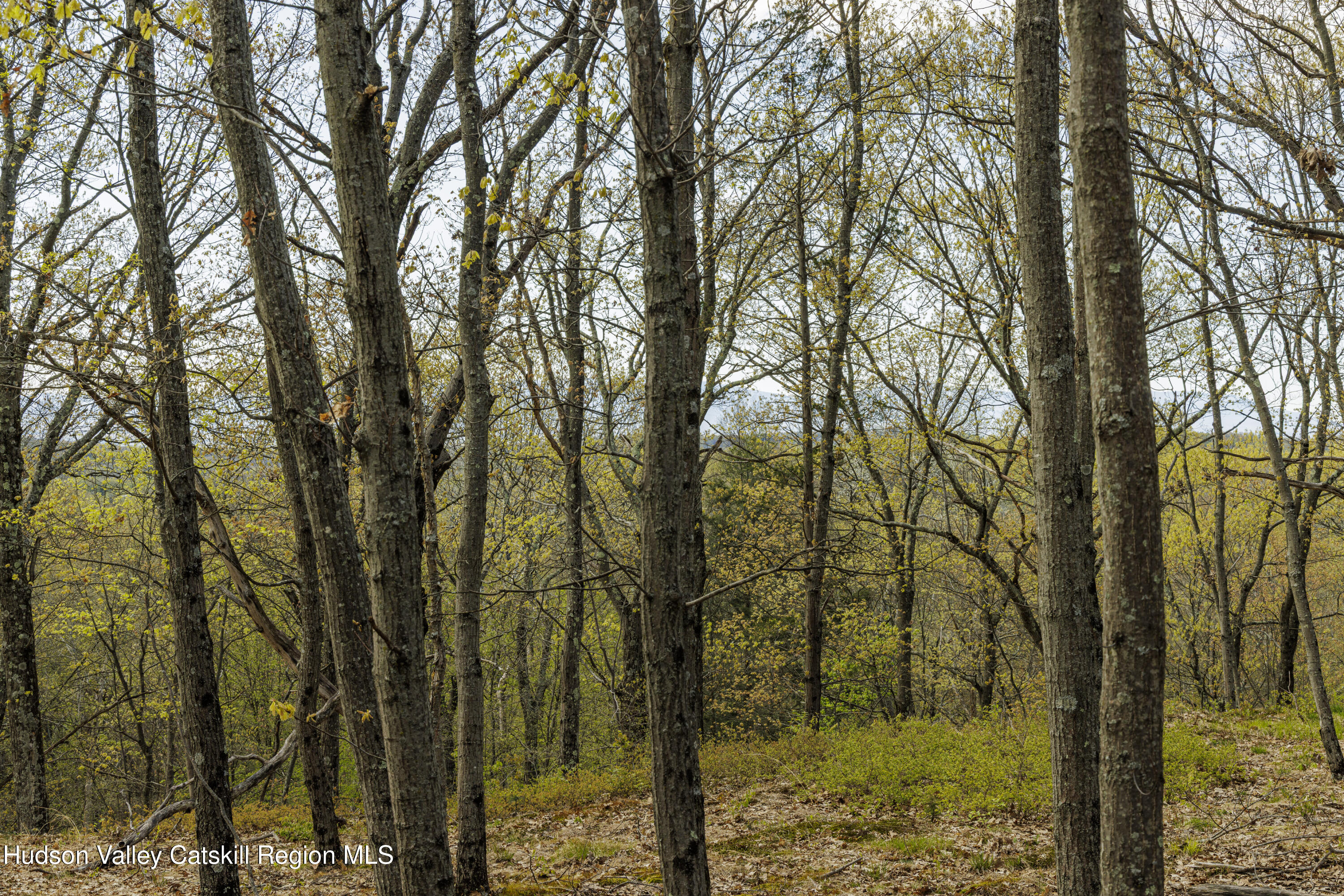 - Schultz Hill Road Staatsburg, NY 12580 - Photo 2 of 10 Alon-Koppel-Photography-IMG_0625