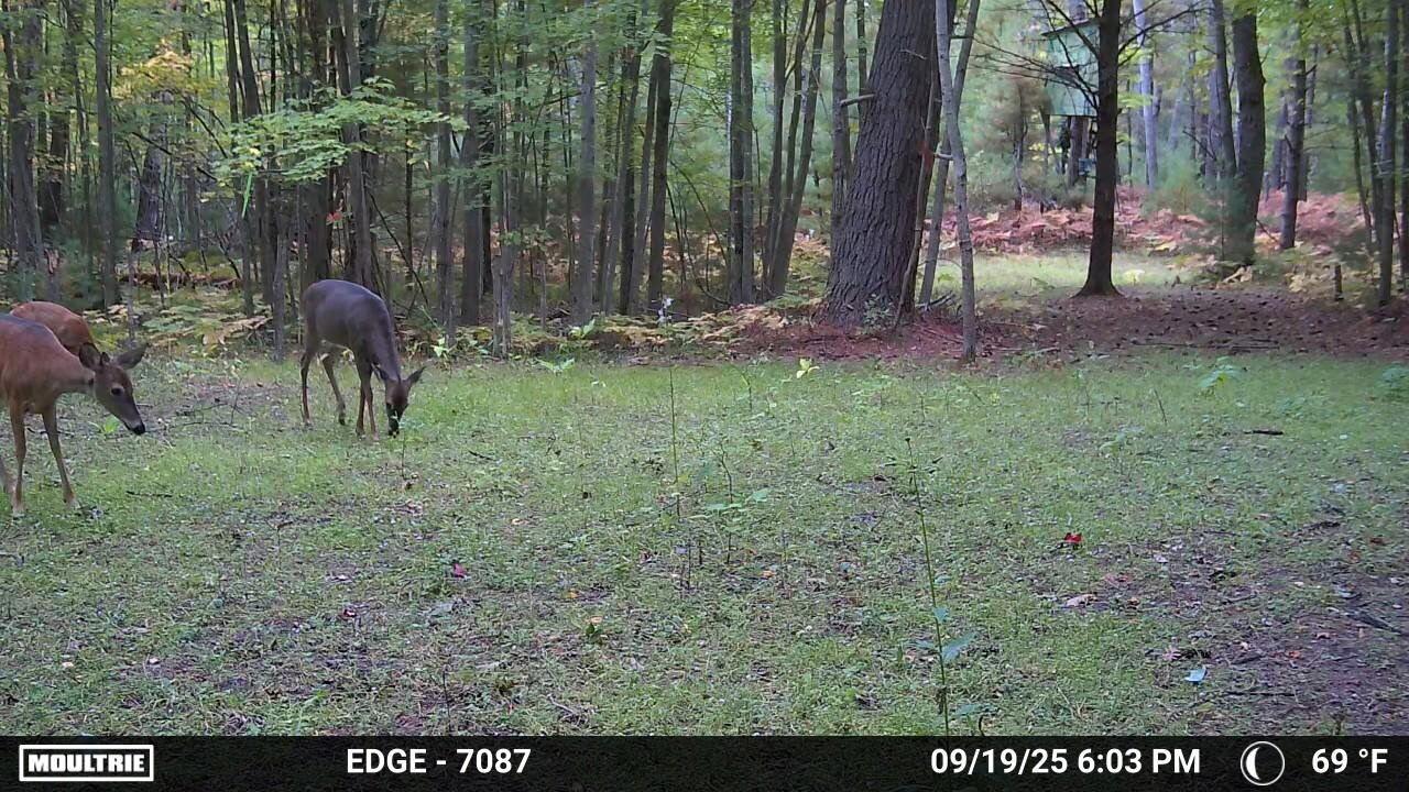 3123 Lovells Road Grayling, MI 49738 - Photo 21 of 59 deer pic
