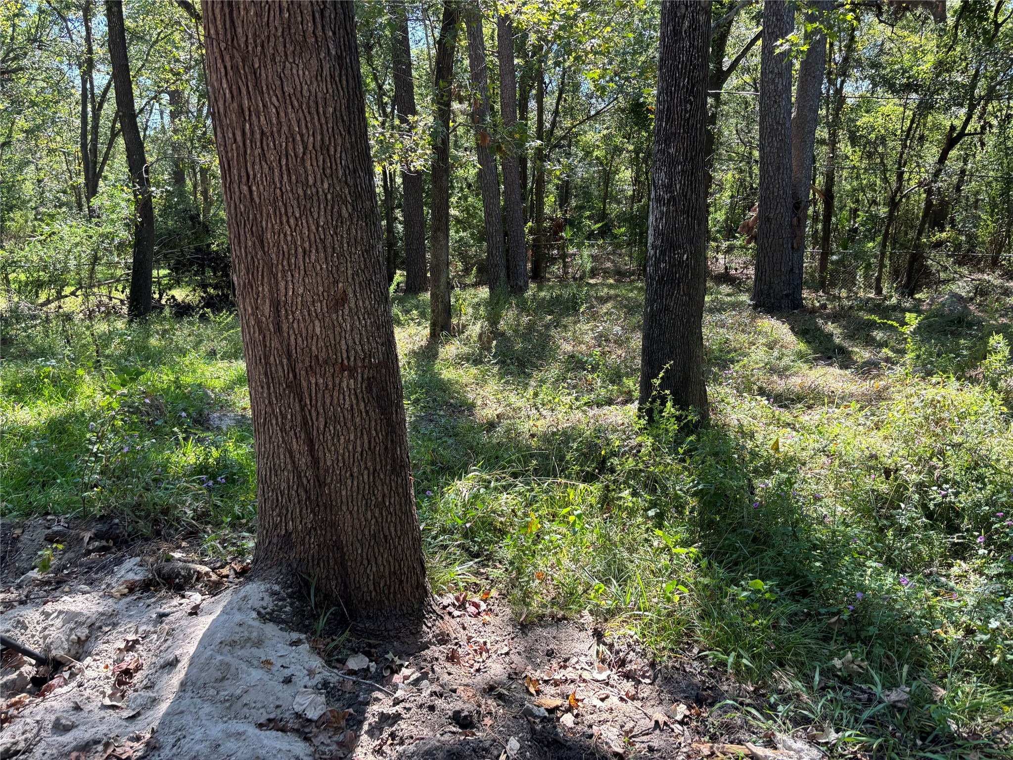 1314 Hamblen Road Houston, TX 77339 - Photo 6 of 7 a view of a forest with trees