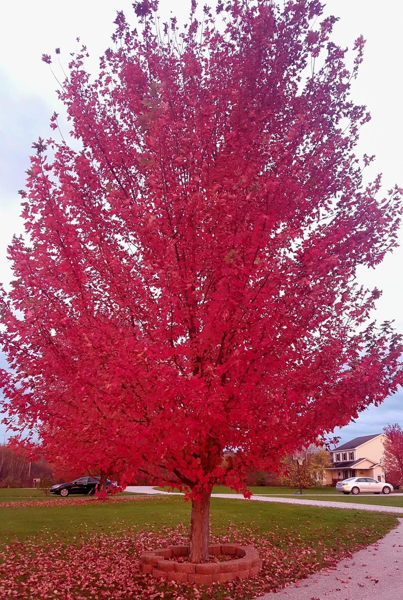2 Shetland Lane Swanton, VT 05488 - Photo 60 of 60