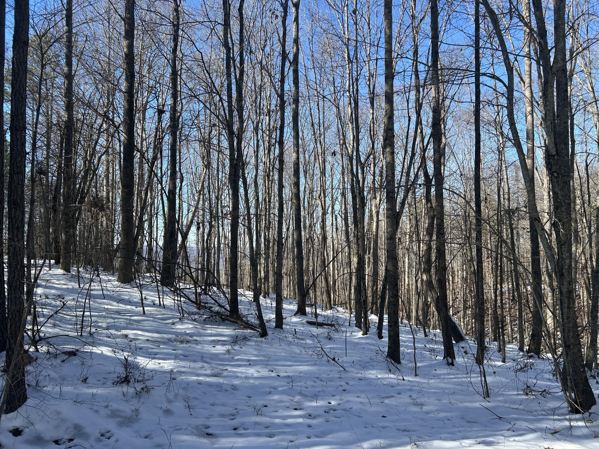 320 Waterwheel Way Jasper, TN 37347 - Photo 8 of 25 a view of outdoor space with trees