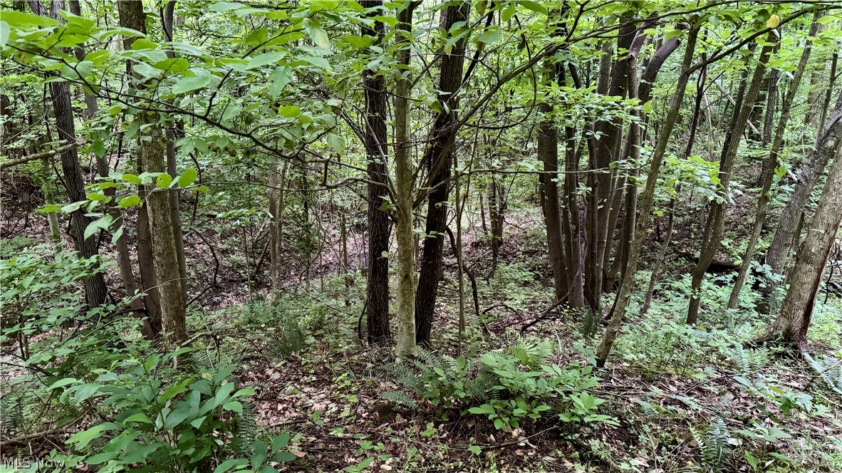 Marlott Run Road Kimbolton, OH 43749 - Photo 16 of 49