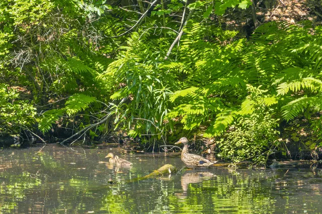 $415,000 | 4 Rustic Shores Road, Alton, NH 03809