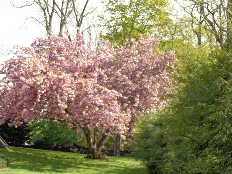 106 Goodwives River Road Darien, CT 06820 - Photo 20 of 24 a backyard of a house with lots of trees