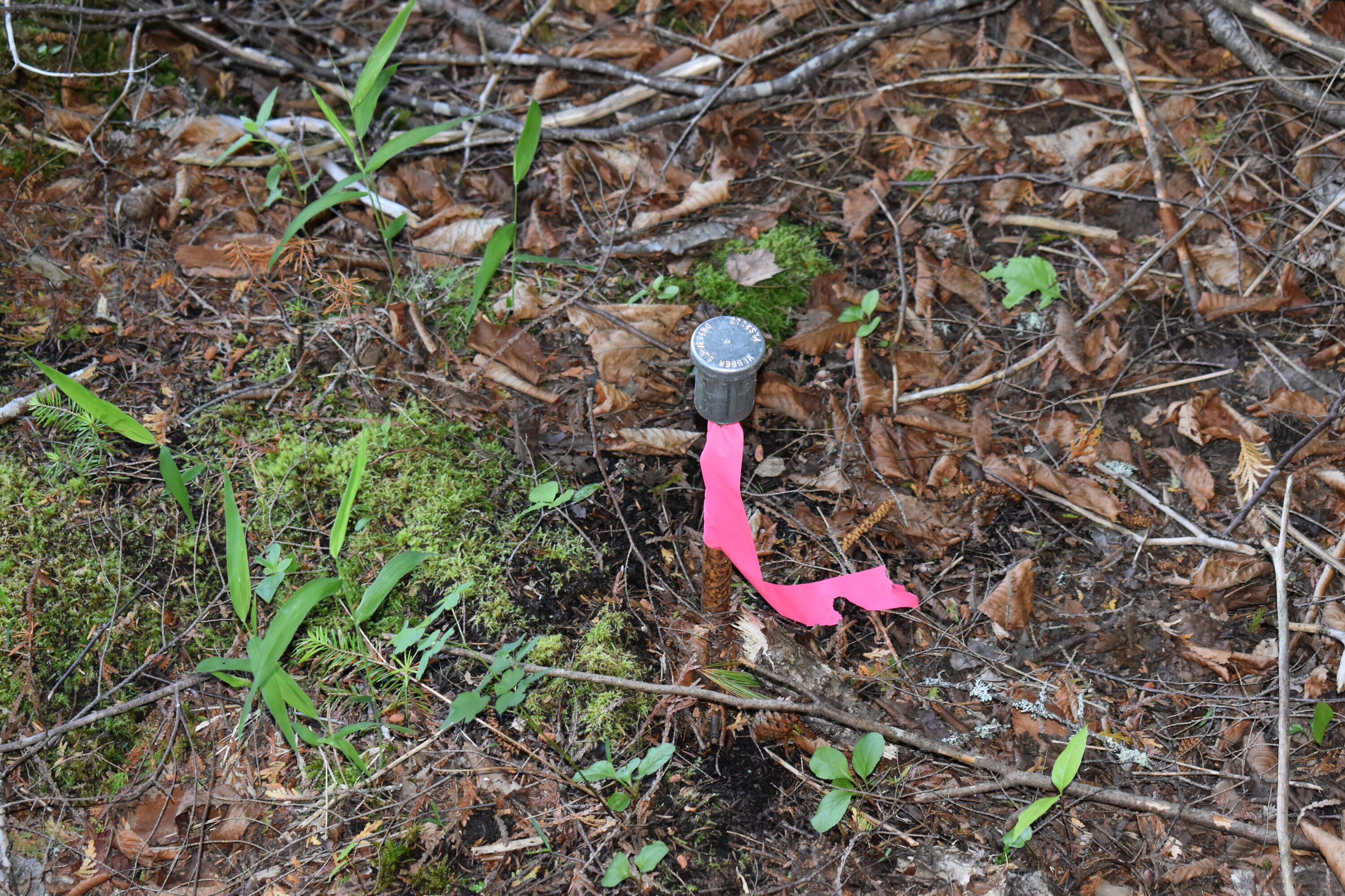 184 Dark Cove Road Weston, ME 04424 - Photo 10 of 24 DSC_0173