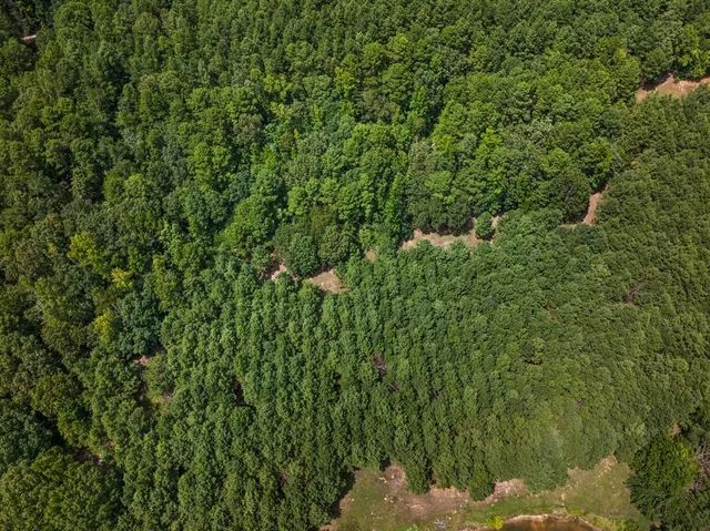 a view of a lush green forest