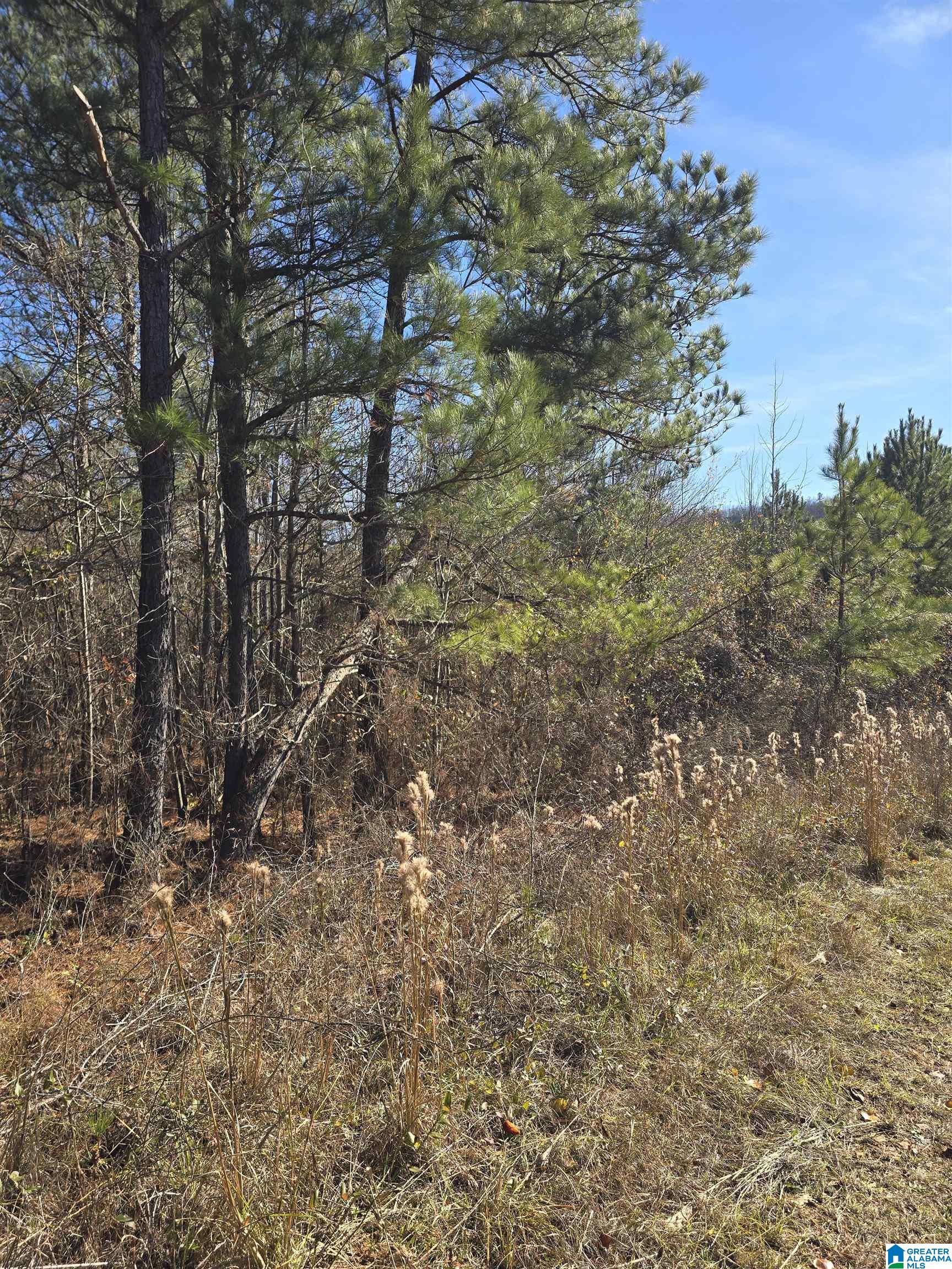 4850 Shoal Creek Road, Unit ACREAGE Ashville, AL 35953 - Photo 14 of 18