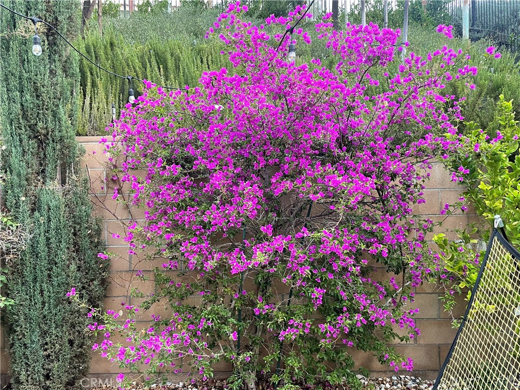 44260 Nighthawk Pass Temecula, CA 92592 - Photo 36 of 55 a view of a flower