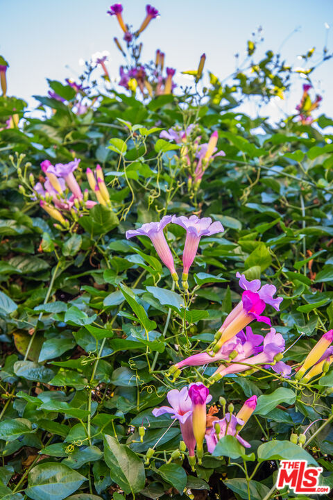 11144 Valley Spring Place Studio City, CA 91602 - Photo 31 of 36 a flower view