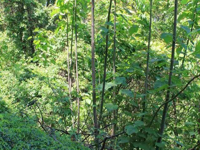 Stans Road Gatlinburg, TN 37738 - Photo 3 of 5 3