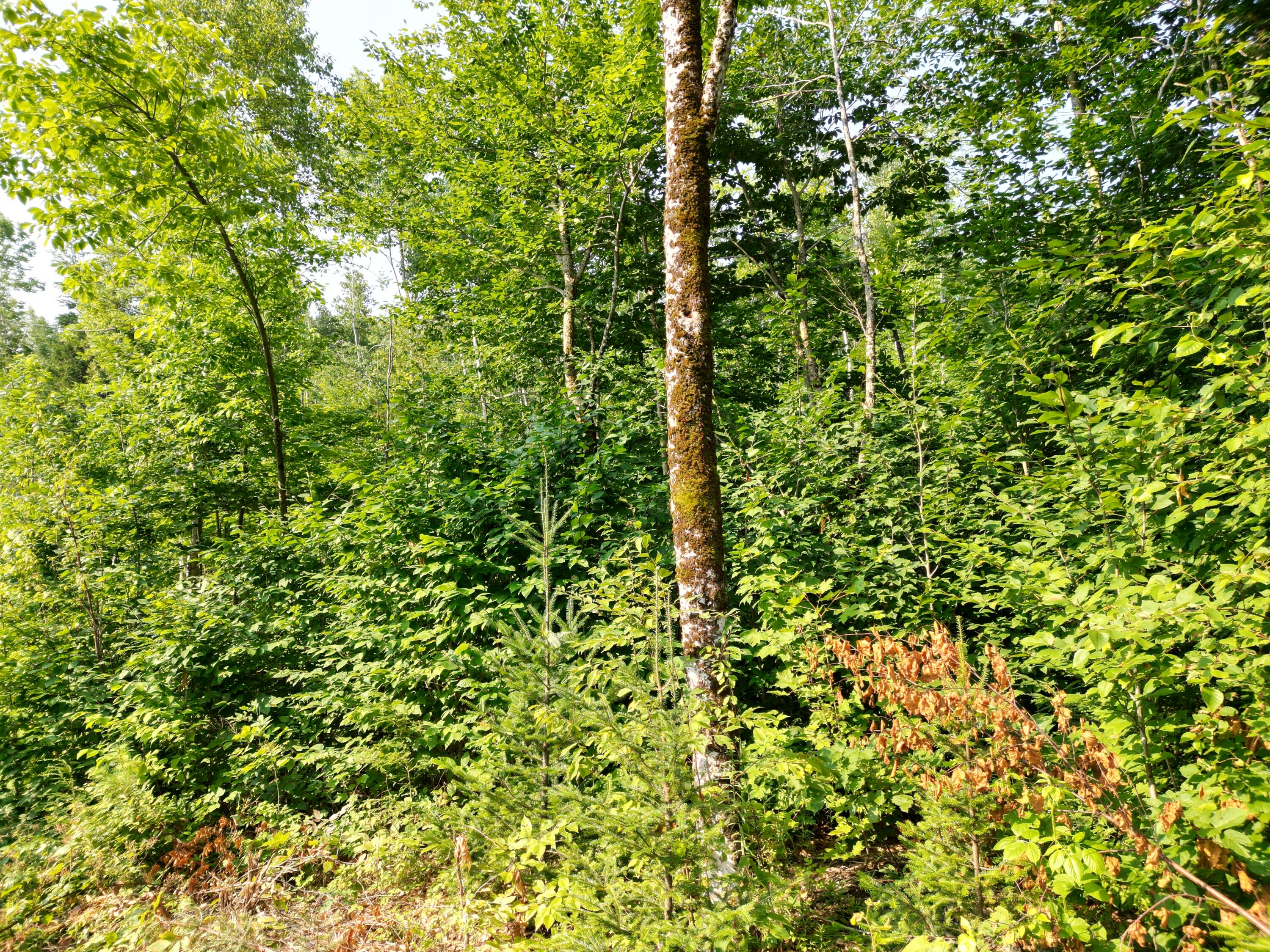 Lot 13 West Road Springfield, ME 04487 - Photo 11 of 13 DJI_0023