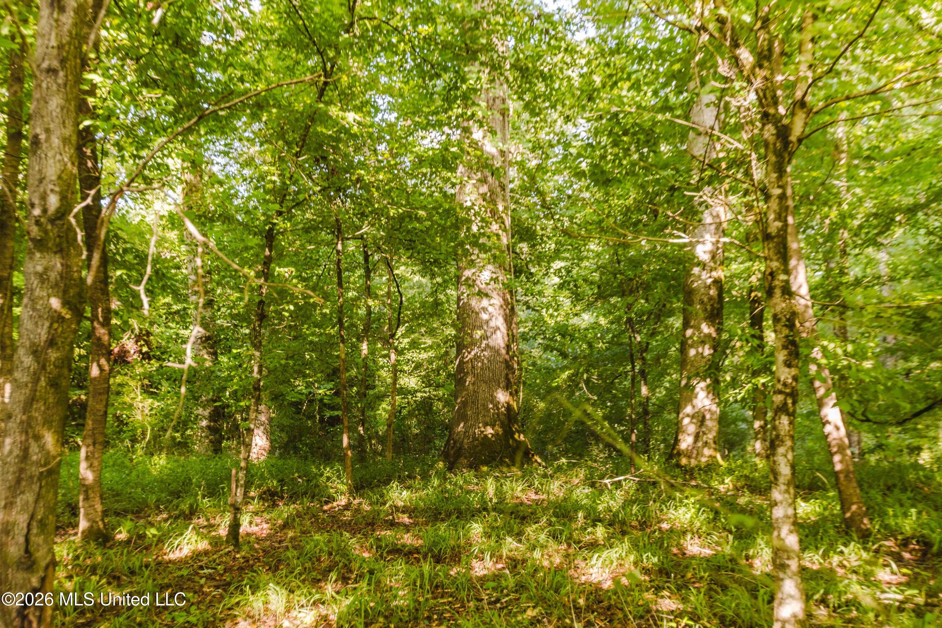 235 Woodrow Martin Road Brandon, MS 39042 - Photo 16 of 36 watsonphotography260721090528
