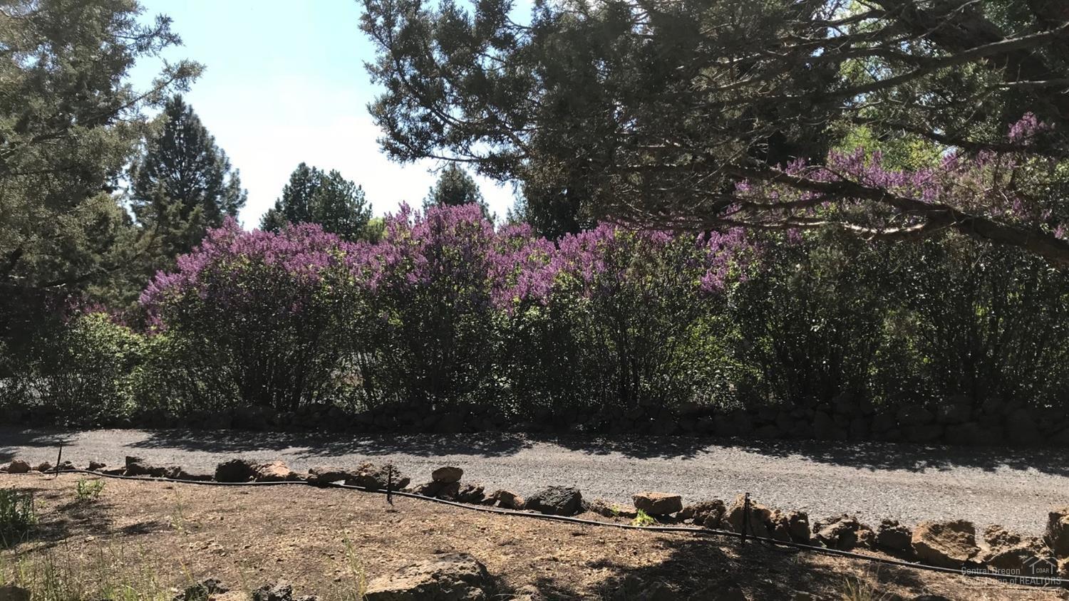 21452 Keyte Lane Bend, OR 97701 - Photo 10 of 25 Tall lilacs line the driveway to provide