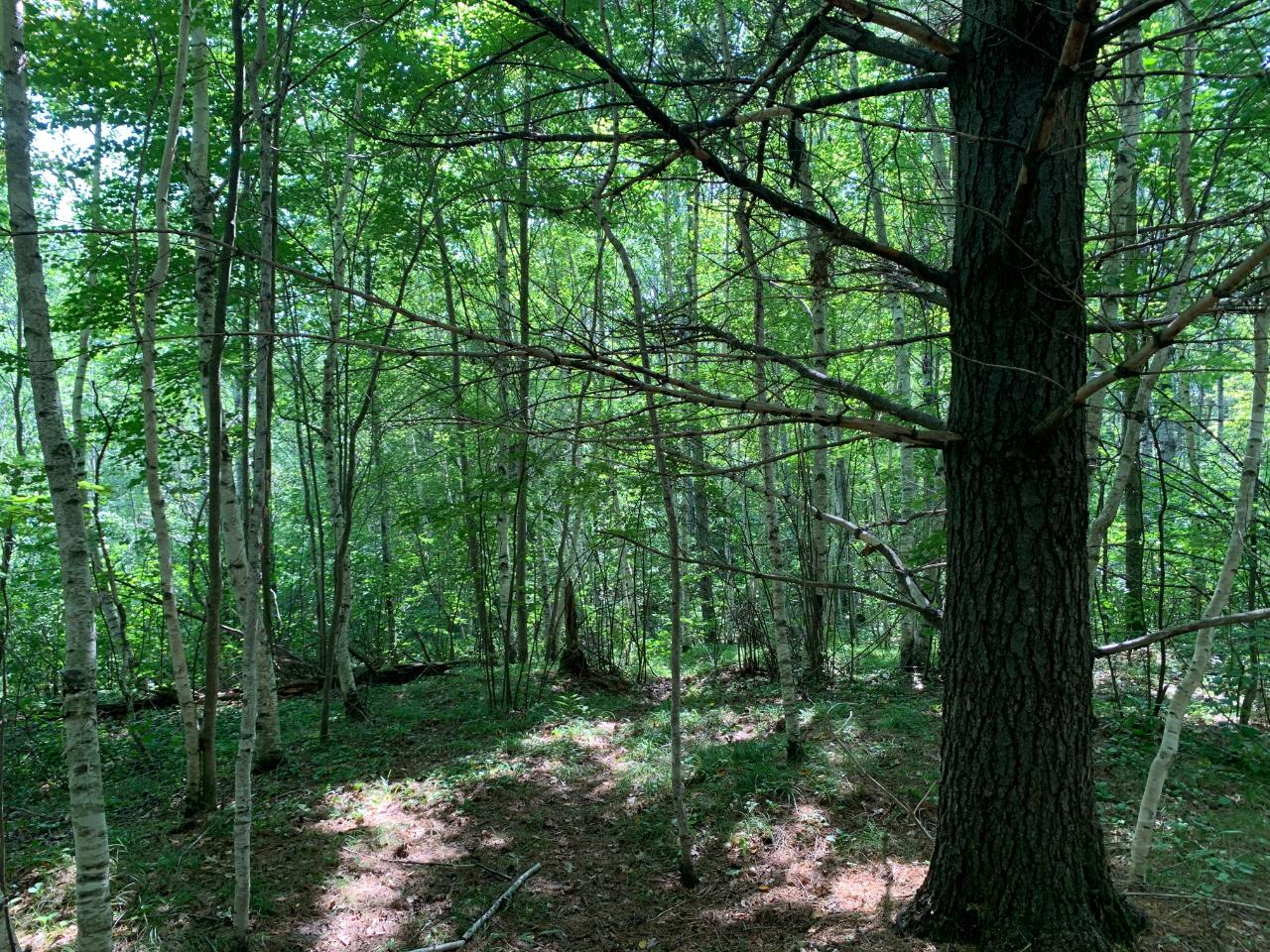 On Woodboro Heights Road, Unit 5 87 ACRES Rhinelander, WI 54501 - Photo 9 of 15 Gallery Image 9