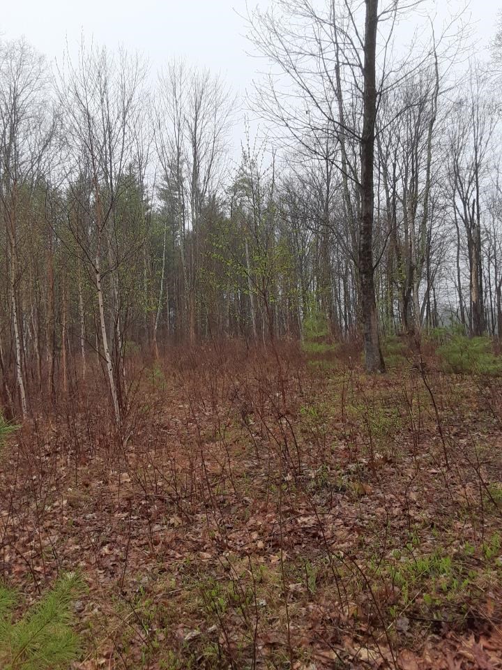 M1-l52s3 Garland Road Barnstead, NH 03218 - Photo 7 of 10