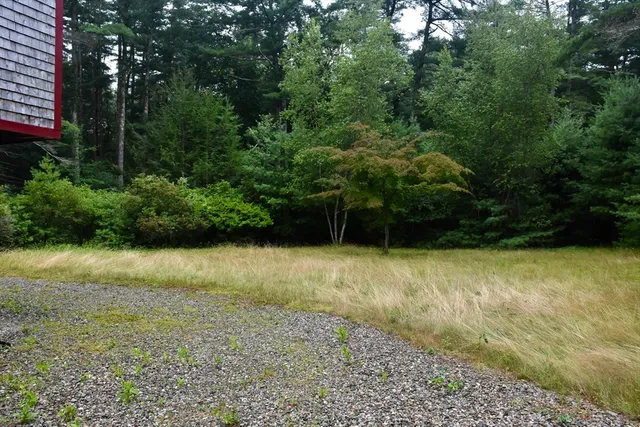 a view of a garden with plants