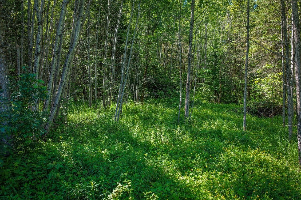 South North Hulbert Road Eckerman, MI 49728 - Photo 14 of 29