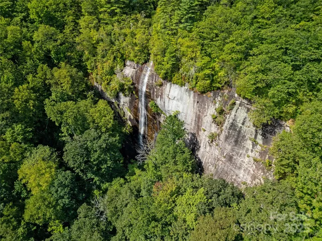a view of a forest with a tree