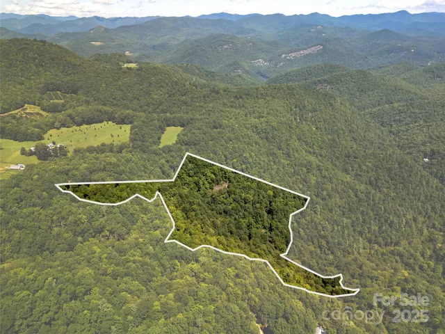 a view of a lush green forest with trees in the background