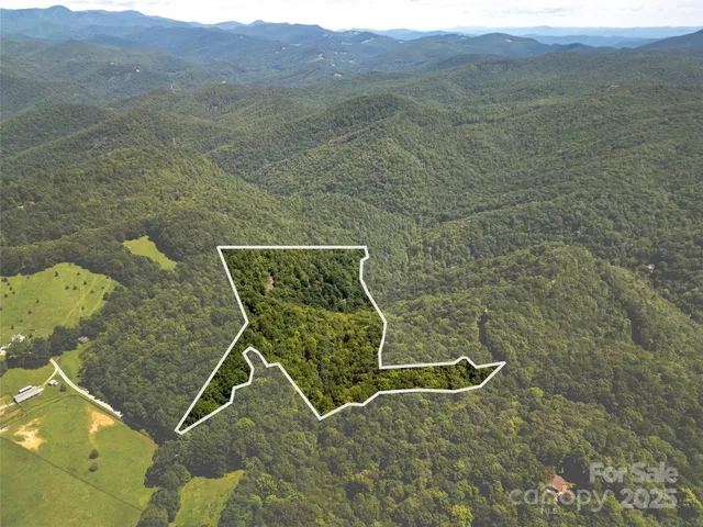 a view of a lush green forest with a mountain in the background