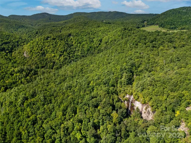 a view of a lush green forest