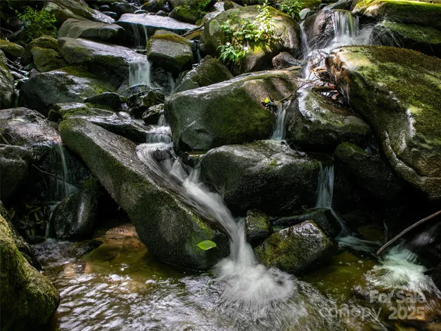 a view of a garden with plants and large trees