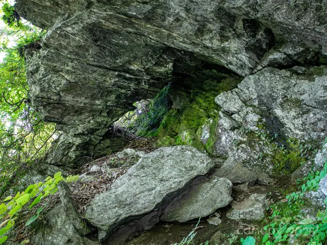 a view of a tree in a forest