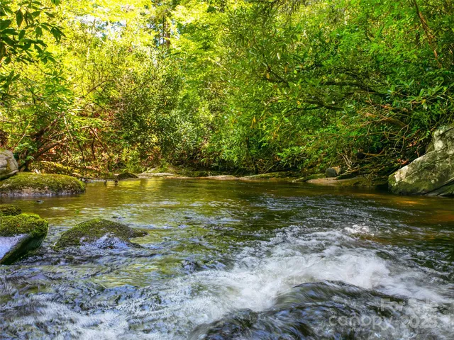 a view of a lake with a tree