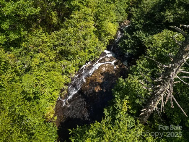 a plant with lots of trees
