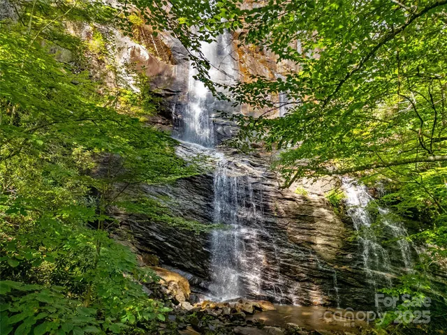 a view of a yard with plants and large trees
