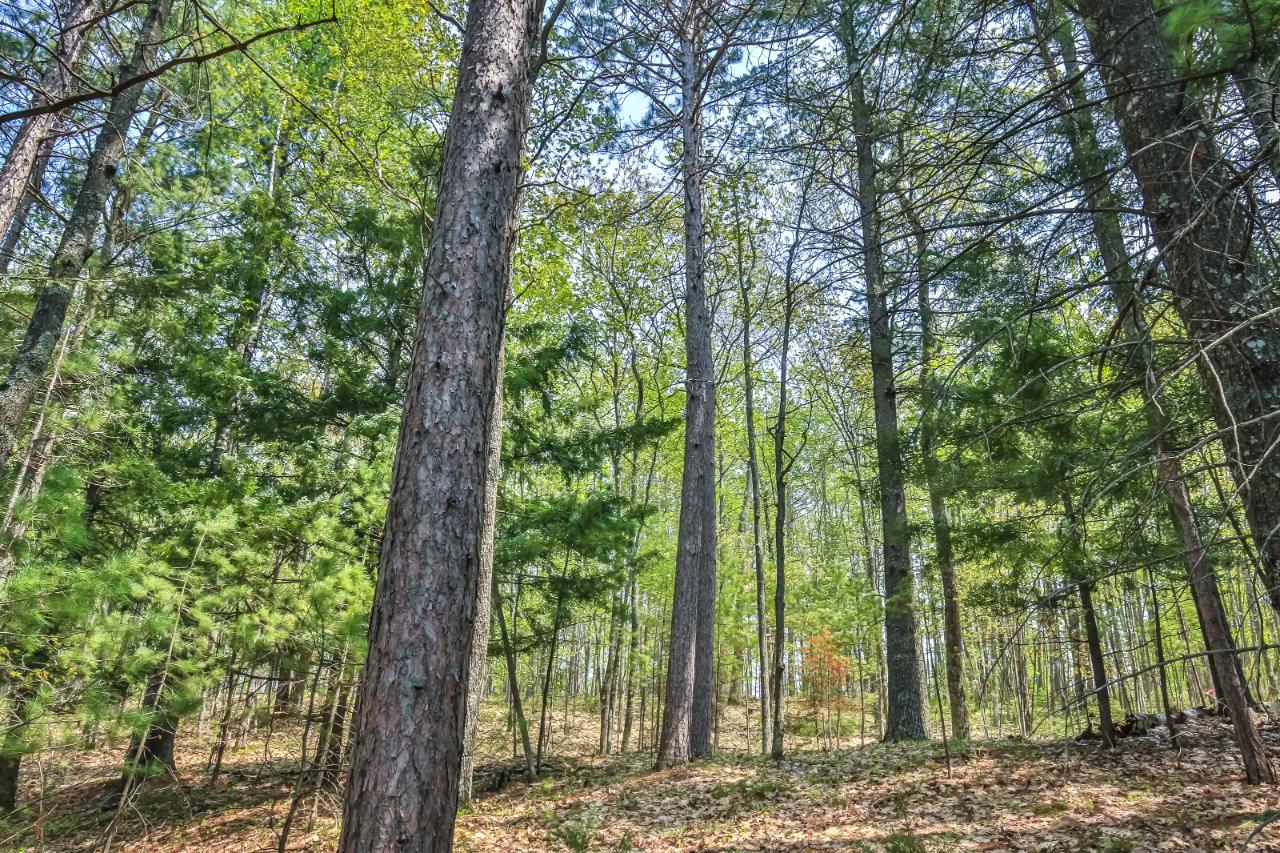 On Squirrel Lake Road, Unit LOT #3 Minocqua, WI 54548 - Photo 7 of 17 Gallery Image 7