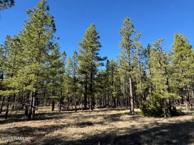 a view of a yard with trees in the background