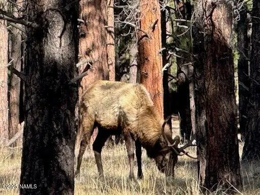 $560,000 | Lot 3 North L N Quintana Drive, Flagstaff, AZ 86001