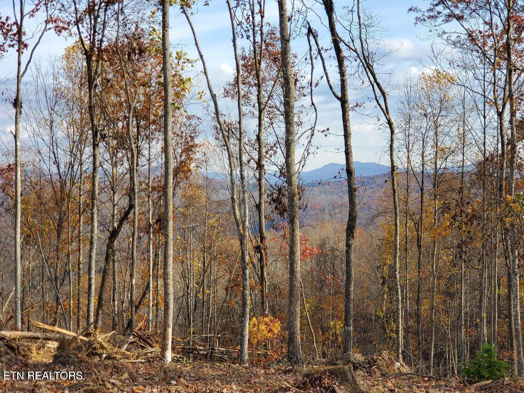 Bull Creek Road Huntsville, TN 37756 - Photo 8 of 12 20251107205908291731000000-o