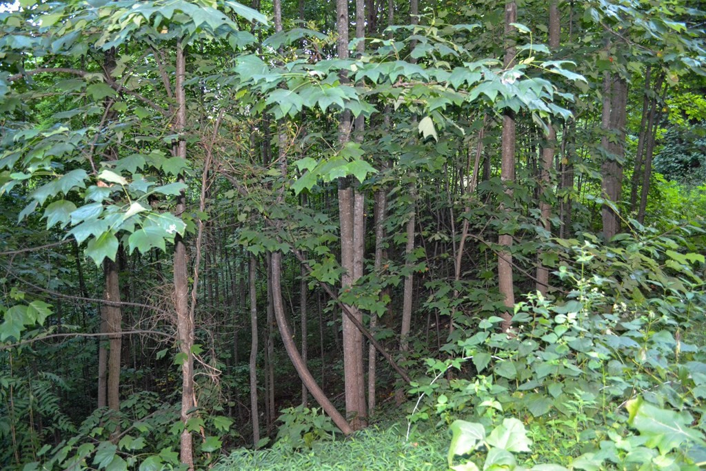 0 Bluff Ridge Road Sevierville, TN 37876 - Photo 15 of 15