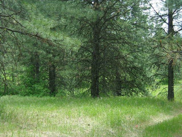 Xxxo Hoag Road Valley, WA 99181 - Photo 12 of 33