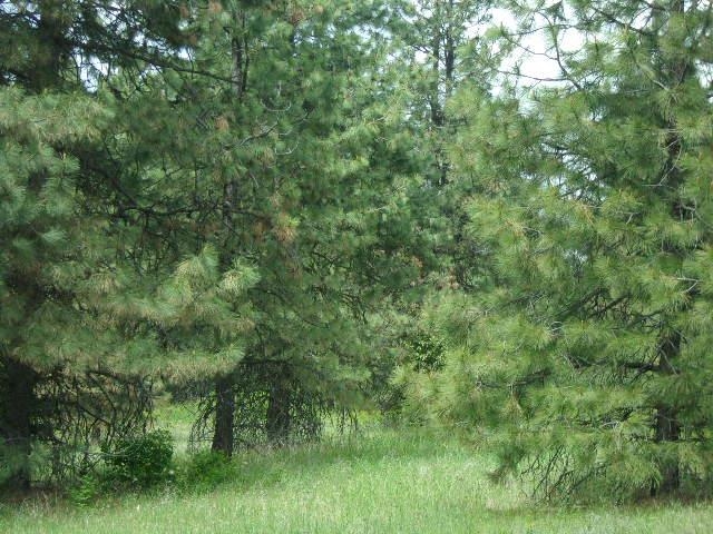 Xxxo Hoag Road Valley, WA 99181 - Photo 15 of 33