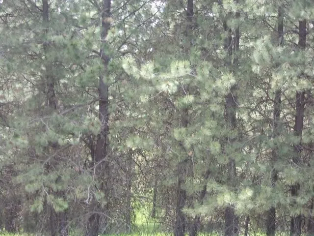 $299,000 | Xxxo Hoag Road, Valley, WA 99181