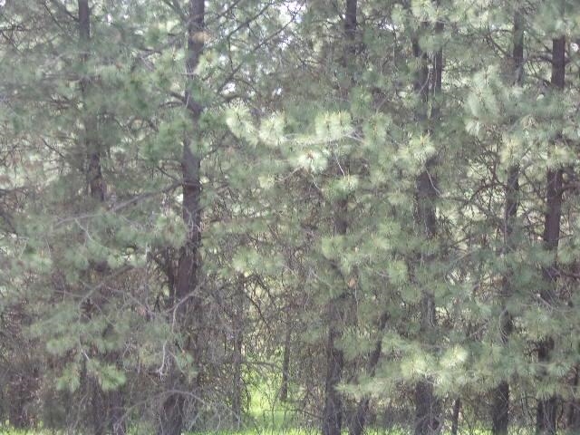 Xxxo Hoag Road Valley, WA 99181 - Photo 32 of 33