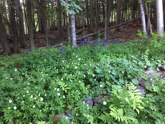 823 Grindstone Road East Millinocket, ME 04460 - Photo 35 of 41 N side garden