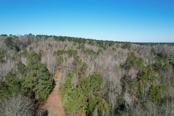 a view of a forest with trees in the background
