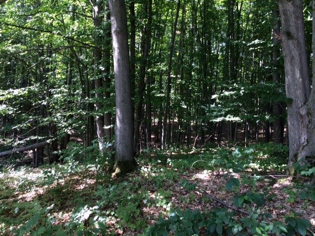9714 Deal Road Williamsburg, MI 49690 - Photo 19 of 25 1806201-18.JPG