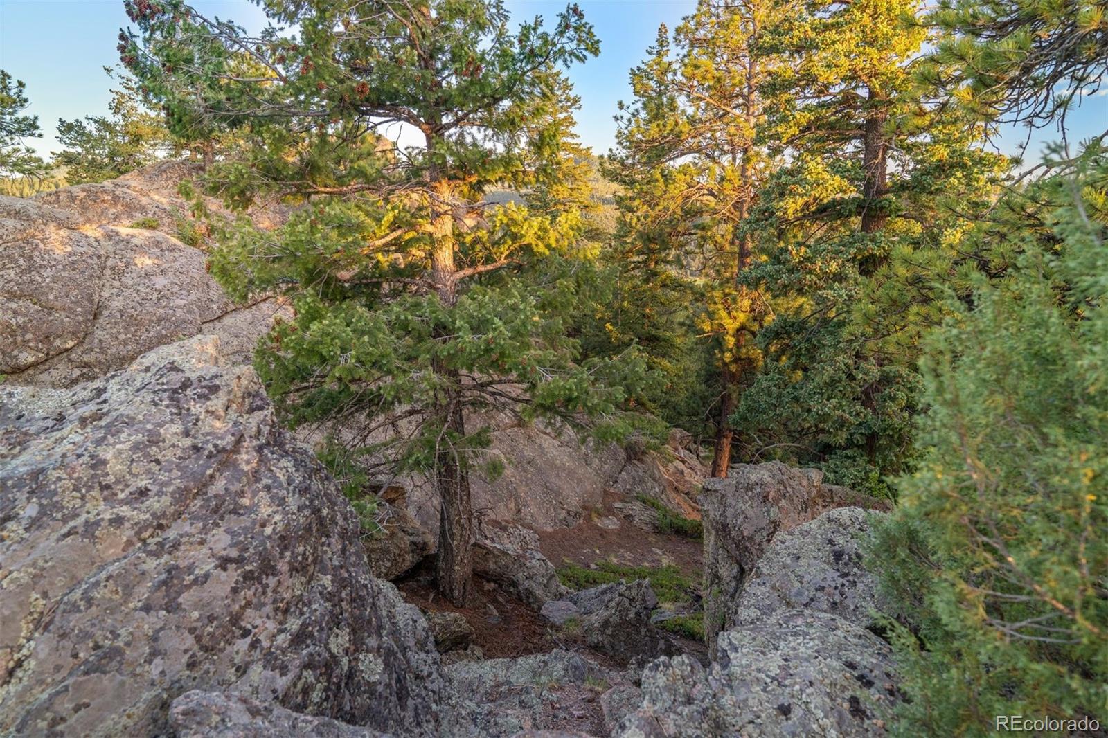 6371 Canyon Creek Road Evergreen, CO 80439 - Photo 37 of 50 a view of a forest with trees in the background
