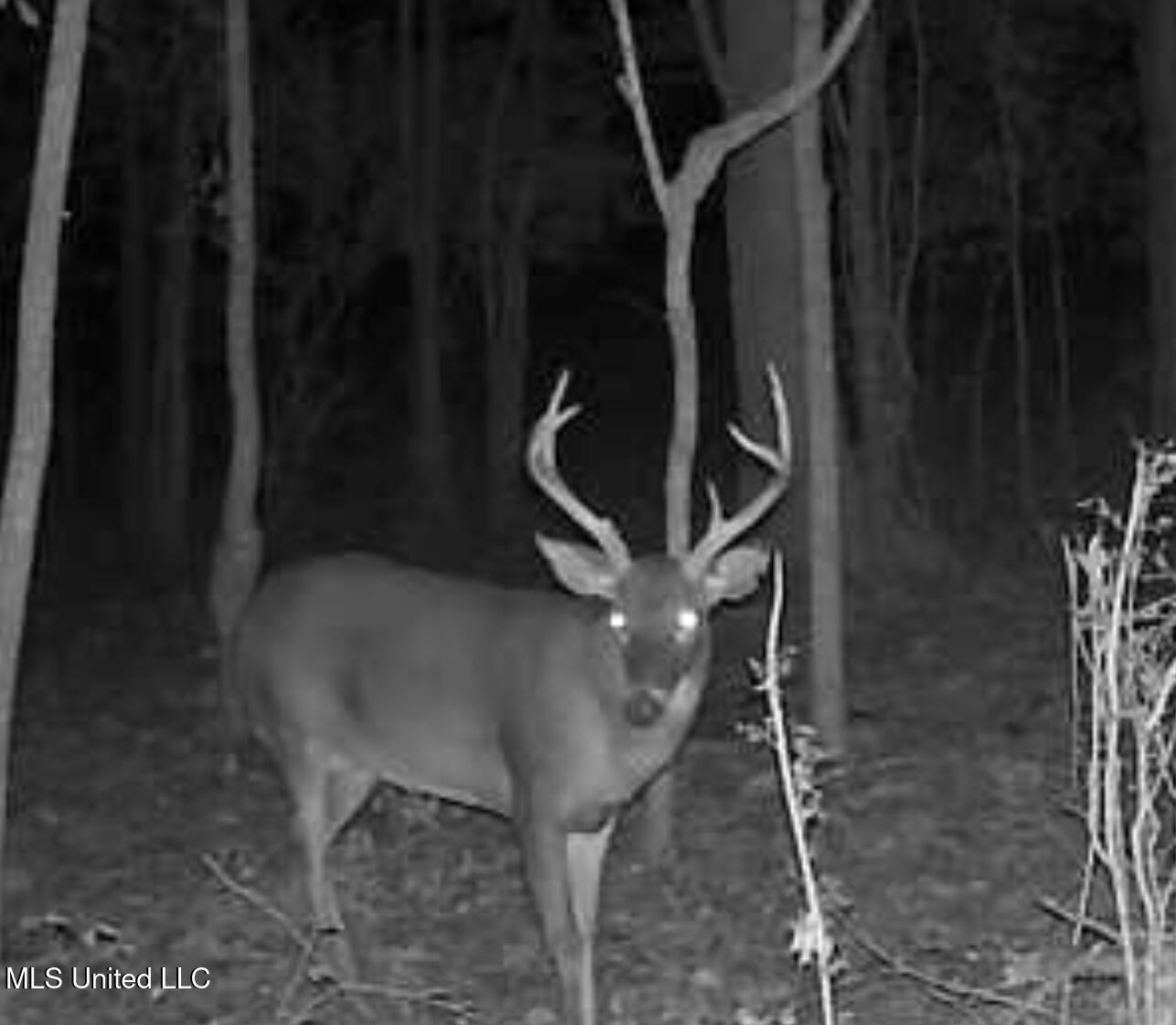 5 Robinson Road Canton, MS 39046 - Photo 1 of 11 IMG_4676